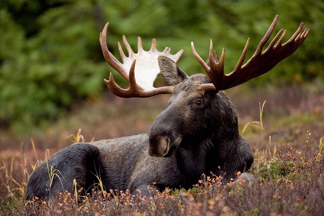 The Moose is Loose